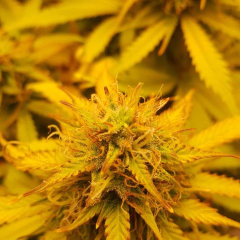 Northern Lights x1 growlog timeline photo