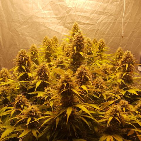 Northern Lights x1 growlog timeline photo