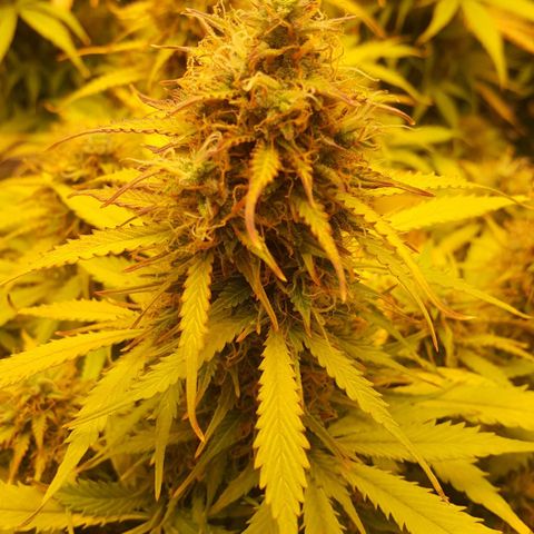 Northern Lights x1 growlog timeline photo