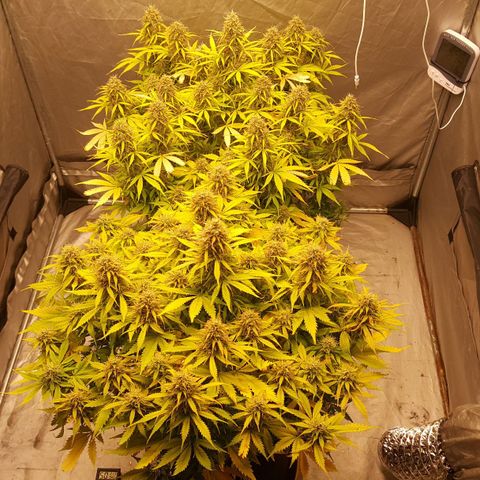 Northern Lights x1 growlog timeline photo