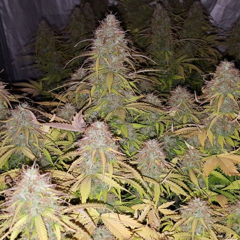 Northern Lights x1 growlog timeline photo