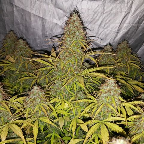Northern Lights x1 growlog timeline photo