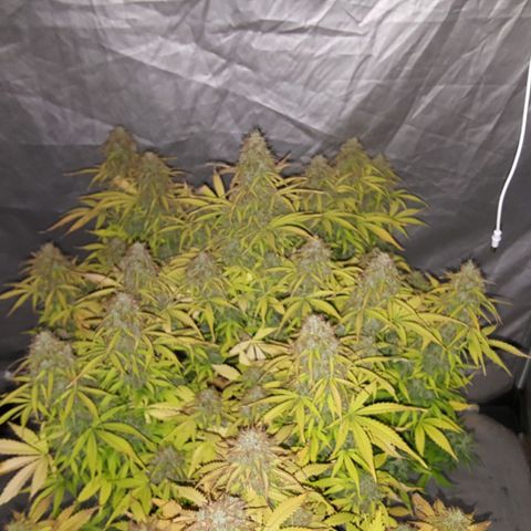 Northern Lights x1 growlog timeline photo