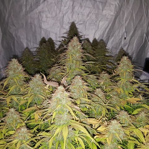 Northern Lights x1 growlog timeline photo