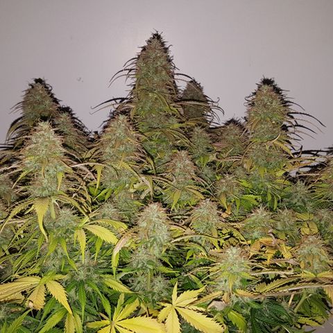 Northern Lights x1 growlog timeline photo