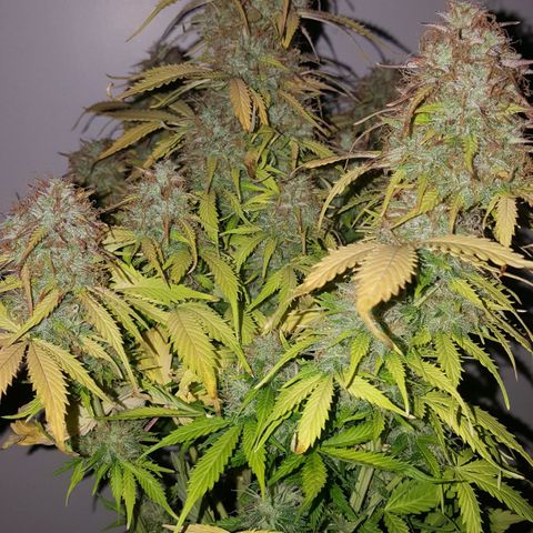 Northern Lights x1 growlog timeline photo