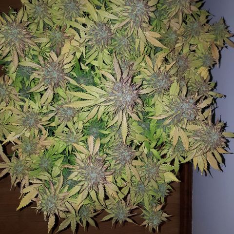 Northern Lights x1 growlog timeline photo