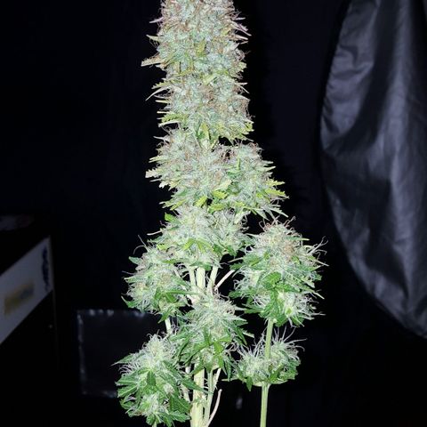 Northern Lights x1 growlog timeline photo