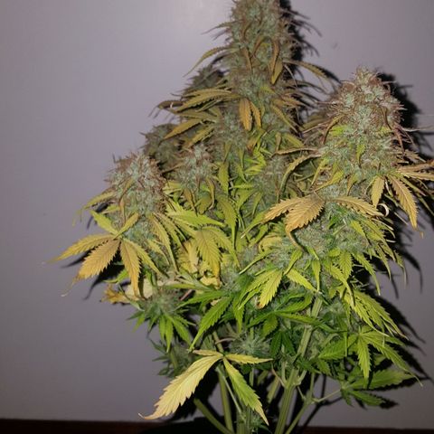Northern Lights x1 growlog timeline photo