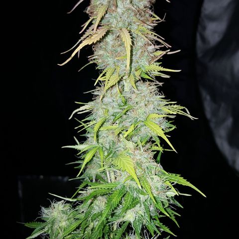 Northern Lights x1 growlog timeline photo