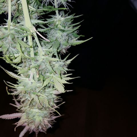 Northern Lights x1 growlog timeline photo