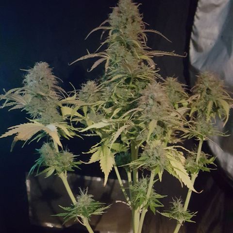 Northern Lights x1 growlog timeline photo