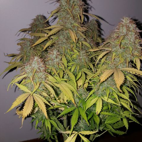 Northern Lights x1 growlog timeline photo