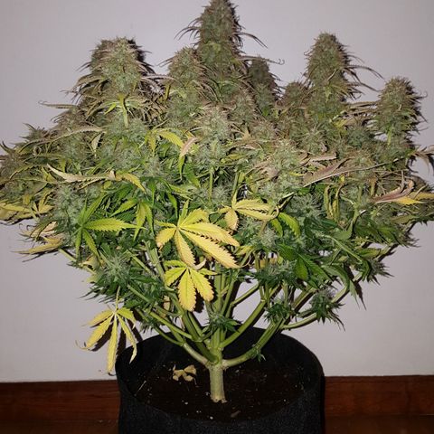 Northern Lights x1 growlog timeline photo