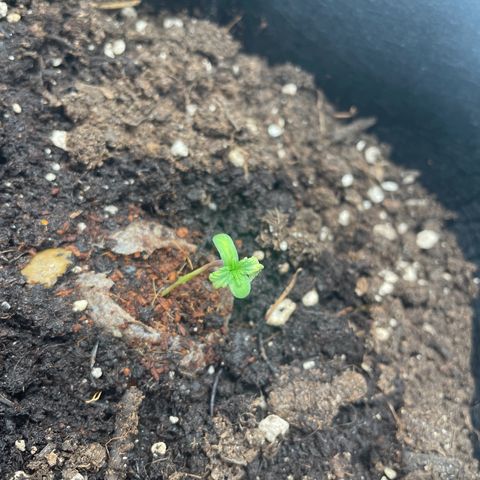 White Widow Automatic x3 growlog timeline photo