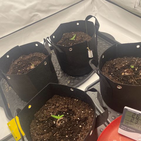 White Widow Automatic x3 growlog timeline photo