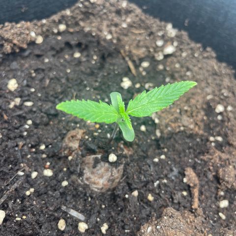 White Widow Automatic x3 growlog timeline photo