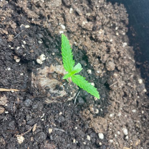 White Widow Automatic x3 growlog timeline photo