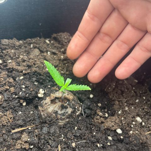 White Widow Automatic x3 growlog timeline photo