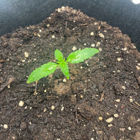 White Widow Automatic x3 growlog timeline photo