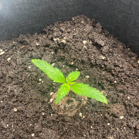 White Widow Automatic x3 growlog timeline photo