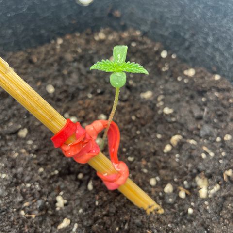 White Widow Automatic x3 growlog timeline photo