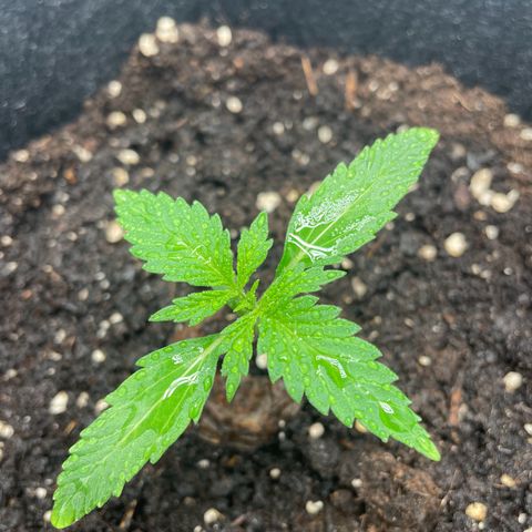 White Widow Automatic x3 growlog timeline photo
