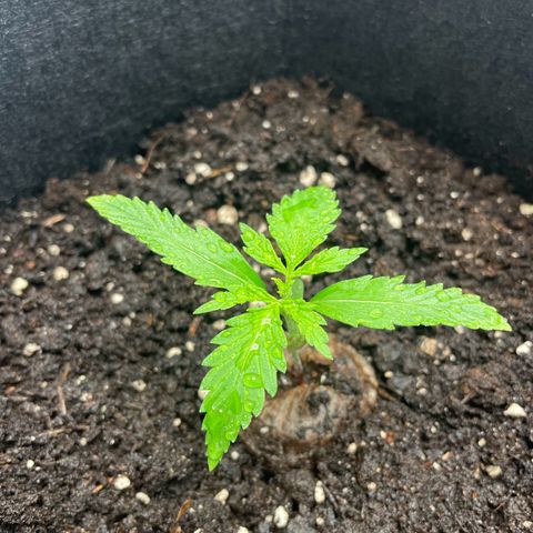 White Widow Automatic x3 growlog timeline photo