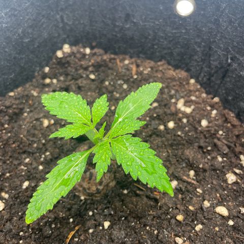 White Widow Automatic x3 growlog timeline photo