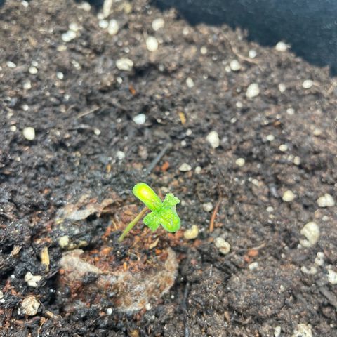 White Widow Automatic x3 growlog timeline photo