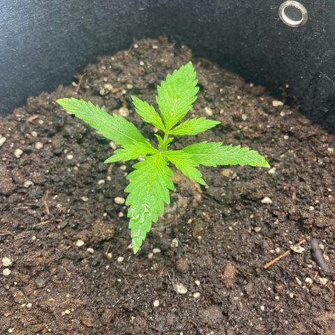 White Widow Automatic x3 growlog timeline photo