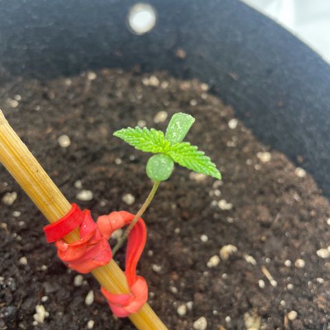 White Widow Automatic x3 growlog timeline photo