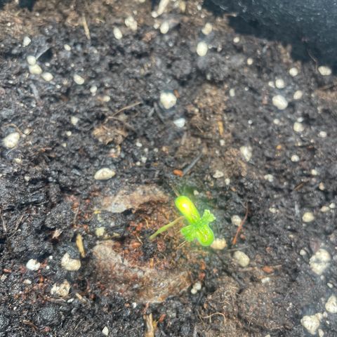 White Widow Automatic x3 growlog timeline photo