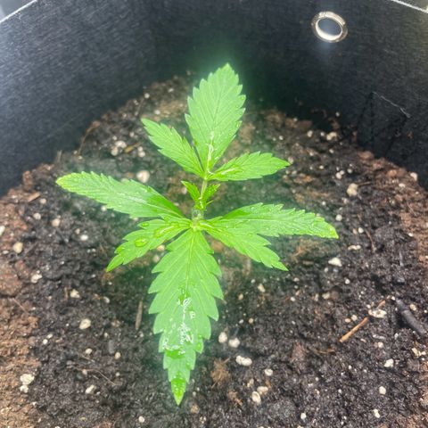 White Widow Automatic x3 growlog timeline photo