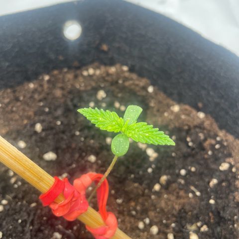 White Widow Automatic x3 growlog timeline photo