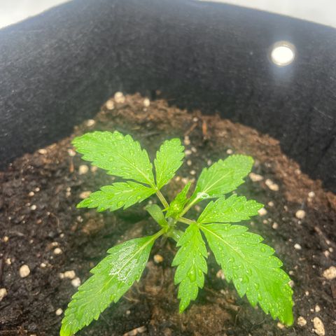 White Widow Automatic x3 growlog timeline photo