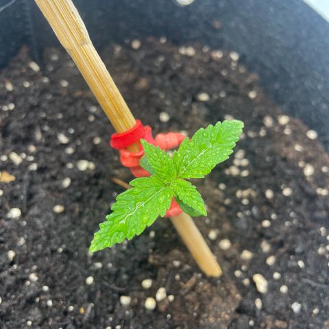 White Widow Automatic x3 growlog timeline photo