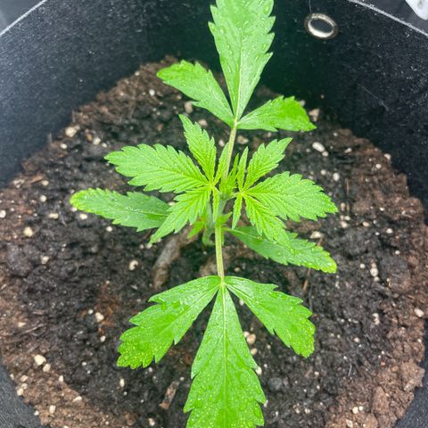 White Widow Automatic x3 growlog timeline photo