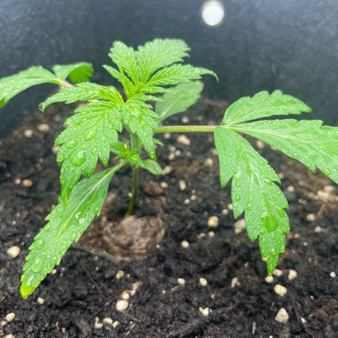 White Widow Automatic x3 growlog timeline photo