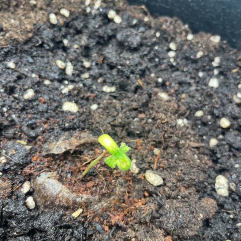 White Widow Automatic x3 growlog timeline photo