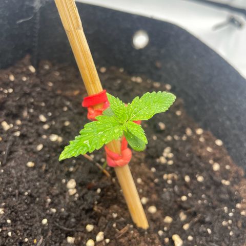White Widow Automatic x3 growlog timeline photo