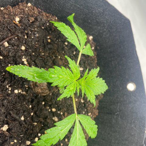 White Widow Automatic x3 growlog timeline photo
