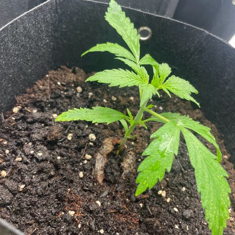 White Widow Automatic x3 growlog timeline photo