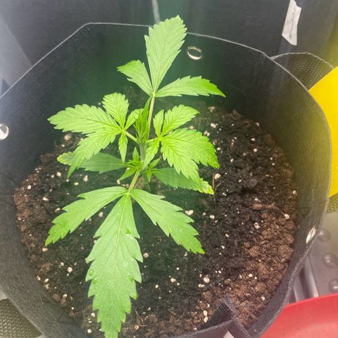White Widow Automatic x3 growlog timeline photo