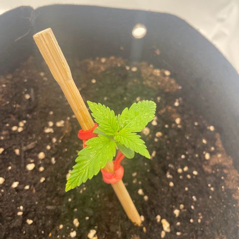 White Widow Automatic x3 growlog timeline photo