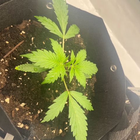 White Widow Automatic x3 growlog timeline photo