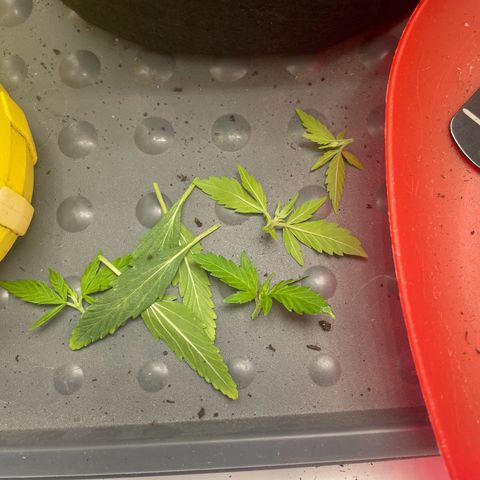 White Widow Automatic x3 growlog timeline photo
