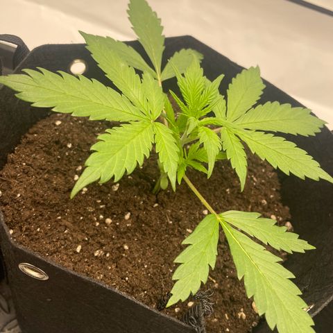 White Widow Automatic x3 growlog timeline photo