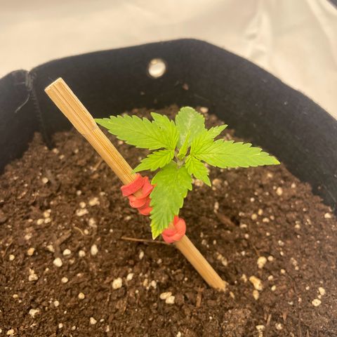 White Widow Automatic x3 growlog timeline photo