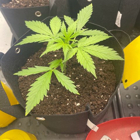 White Widow Automatic x3 growlog timeline photo